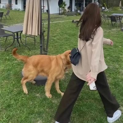 捕狼行动